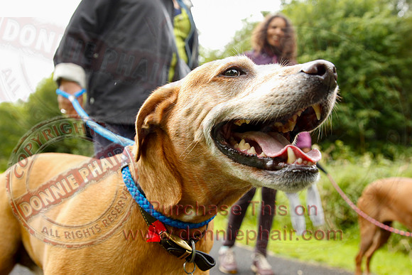 Dog Walking Club in Castle Archdale-21