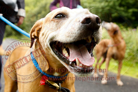 Dog Walking Club in Castle Archdale-22