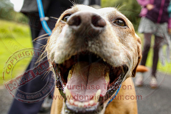 Dog Walking Club in Castle Archdale-23