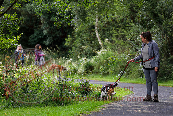 Dog Walking Club in Castle Archdale-24