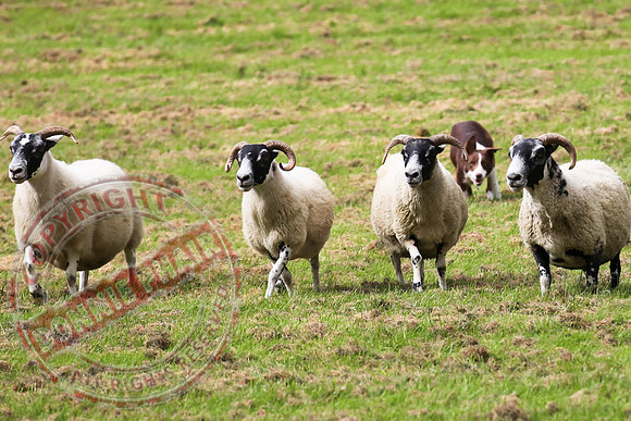 Sheepdog Trials in Belcoo.