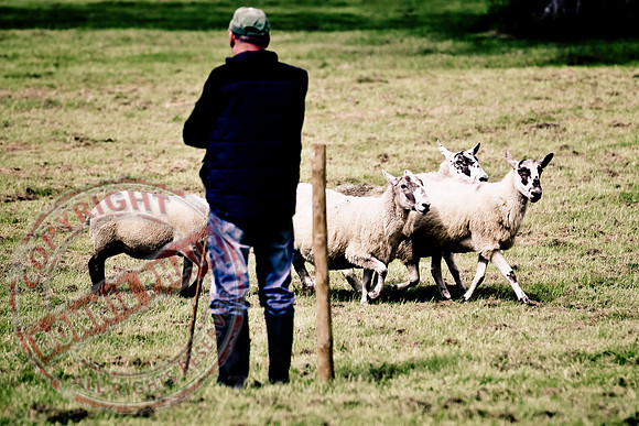 Sheepdog Trials in Belcoo.