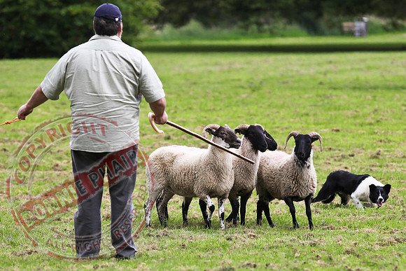 Sheepdog Trials in Belcoo.