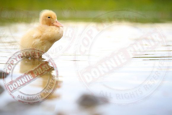 The Lonely Duckling.