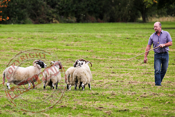 Sheepdog Trials in Belcoo.