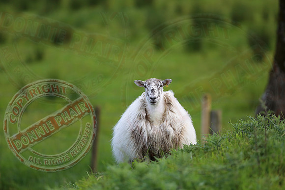 Sheep taken at Belcoo GAa Field.