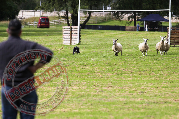 Sheepdog Trials in Belcoo.