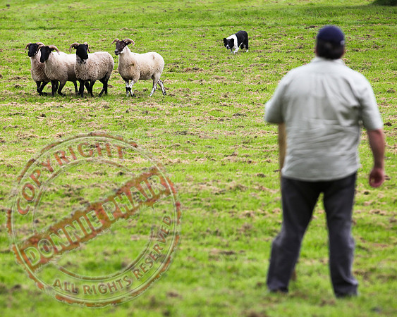 Sheepdog Trials in Belcoo.