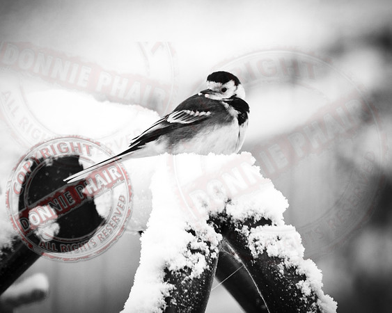 "Willy Wagtail"