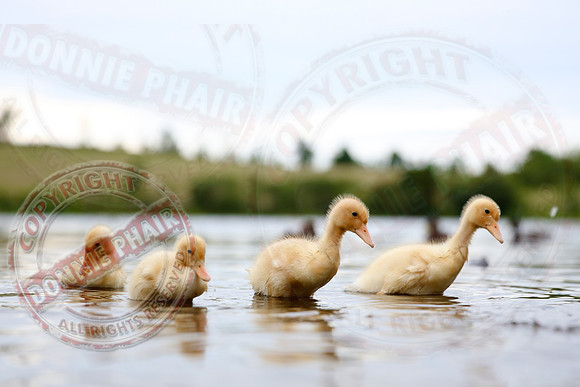 Four Little Ducklings
