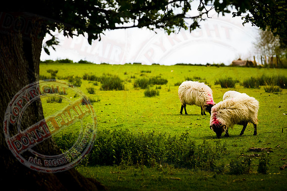 Sheep Grazing.