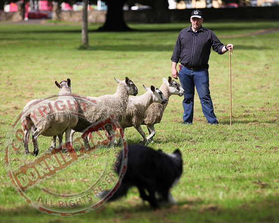 Sheepdog Trials in Belcoo.