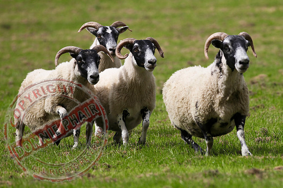 Sheepdog Trials in Belcoo.