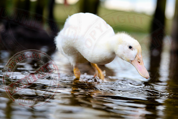 The Loping Duck