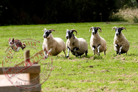Sheepdog Trials in Belcoo.