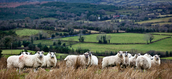 Sheep on Doon Mountain in County Fermanagh.