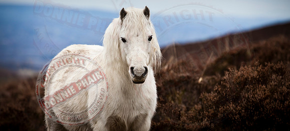 The Lonely Pony