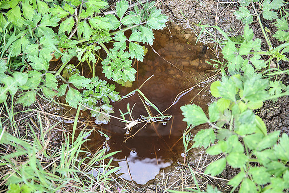 Discoloured water near Childrens Playhouse.