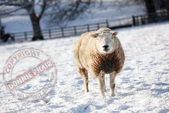 Colebrooke Estate in Winter