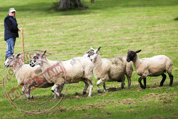 Sheepdog Trials in Belcoo.