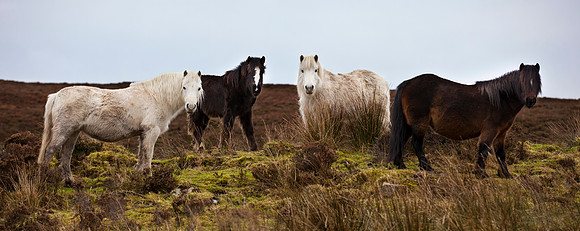Abandoned Ponies left on Doon Mountain in County Fermanagh.