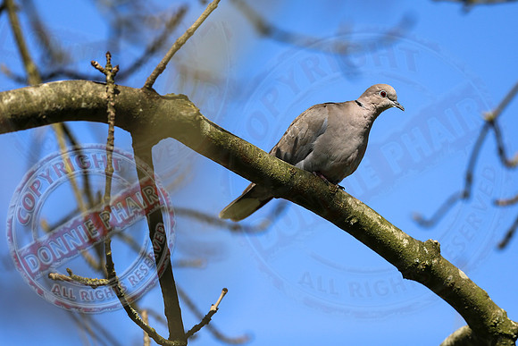 A White Collared Dove