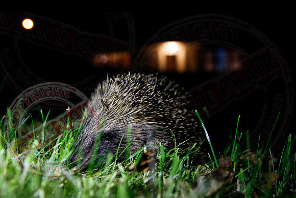 A Hedgehog