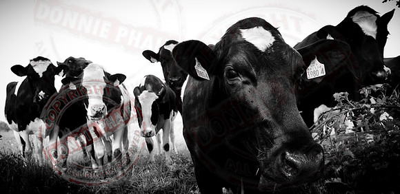 "Nosey Cows"