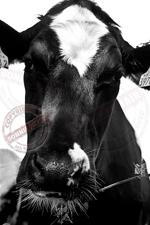 The Bearded Cow