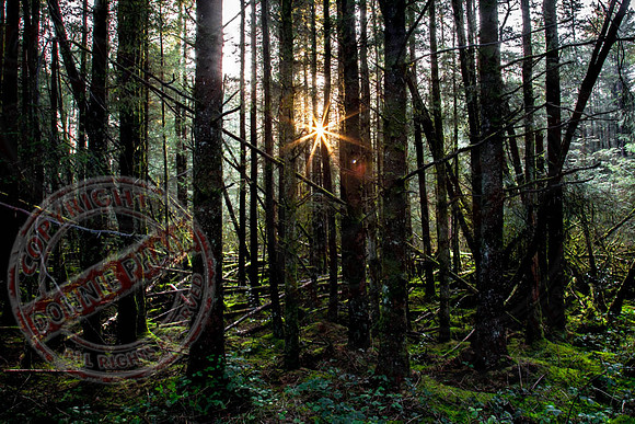 Sunburst through trees at Coolnasillagh