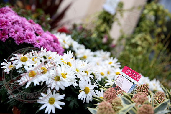 Dowlers Home Decor and Garden, Lisnaskea.