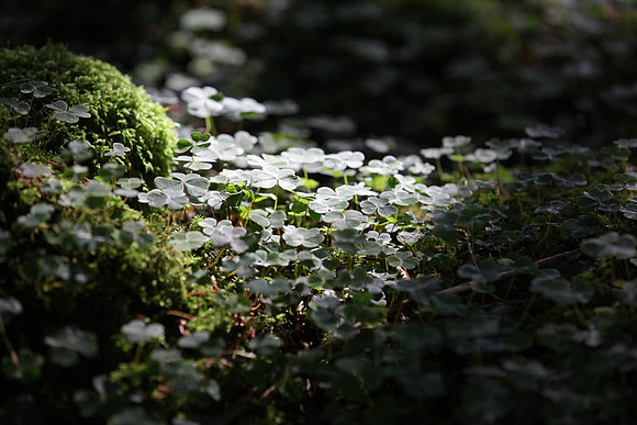Clover in a Forest