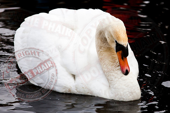 "The Swan"