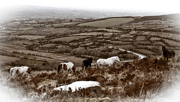 Abandoned Ponies left on Doon Mountain in County Fermanagh.