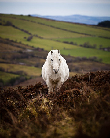 A Lonely Pony