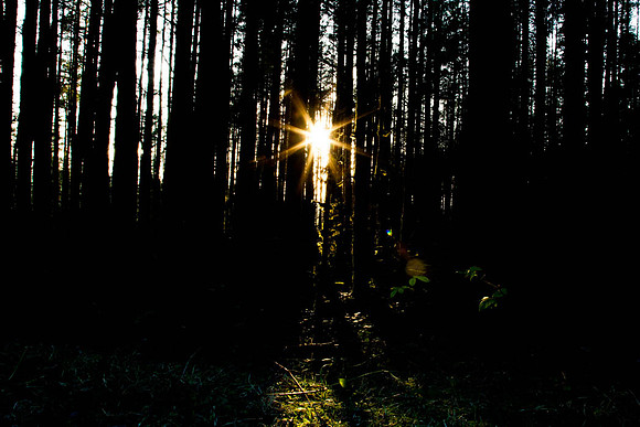 Sunburst through trees at Coolnasillagh