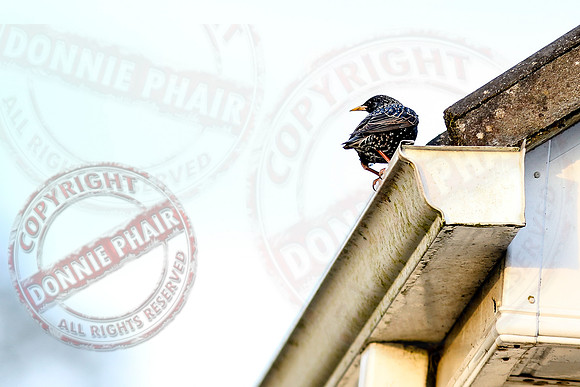 A Starling.