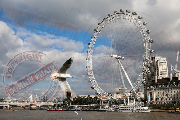 A Seagull and The London Eye.