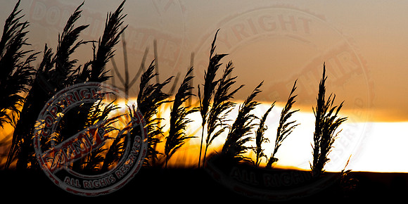 Reeds in the sunset.