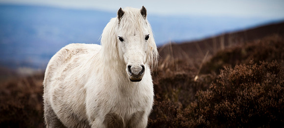 Abandoned Ponies left on Doon Mountain in County Fermanagh.