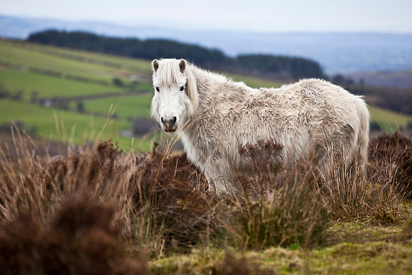 Abandoned Ponies left on Doon Mountain in County Fermanagh.