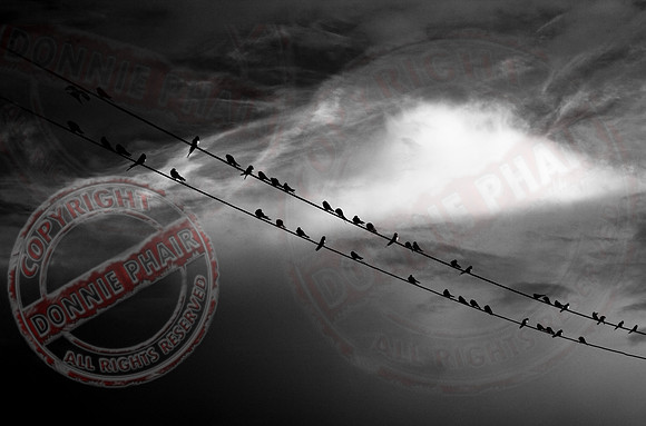 Birds on a Wire.