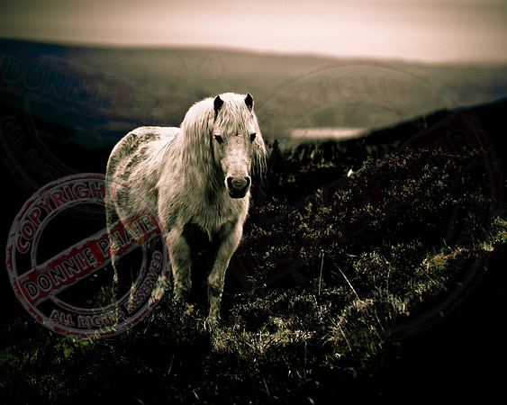 The Lonely Pony
