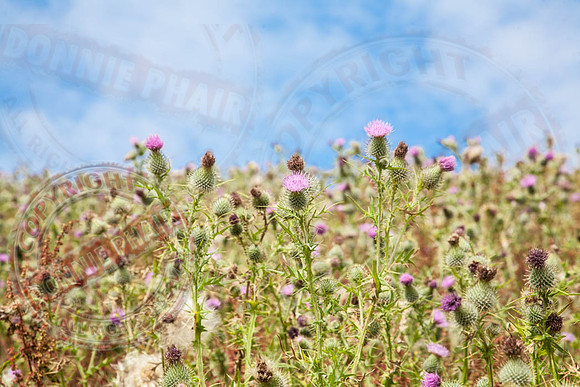 Thistles at Ulster American Folkpark, Omagh, Co. Tyrone