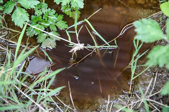 Discoloured water near Childrens Playhouse.