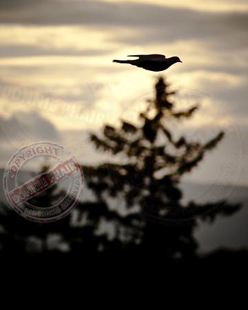 "Pigeon in Flight"