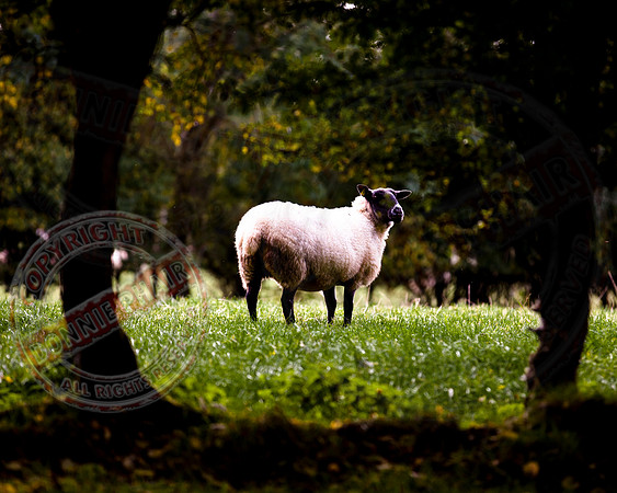 The Sheep in the Meadow.