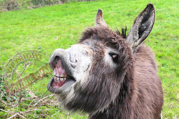 A Smiling Donkey