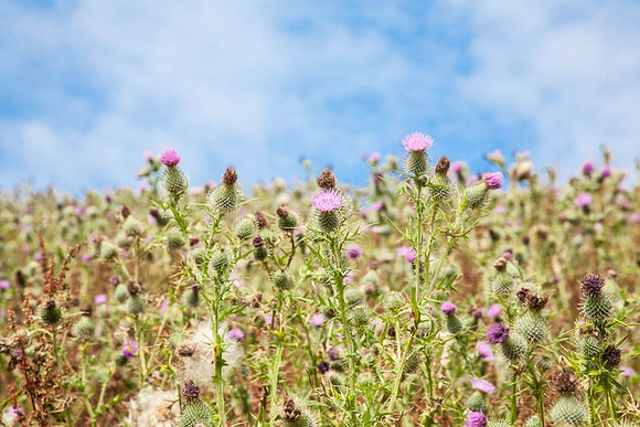 Thistles at Ulster American Folkpark, Omagh, Co. Tyrone