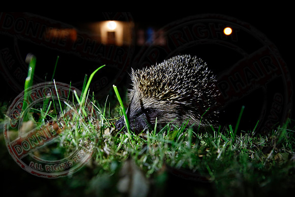 A Hedgehog